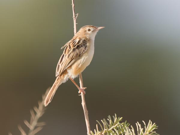 <h3><a href="/trips/tanzania/biota/animalia/chordata/aves/040 passeriformes/088 cisticolidae/cisticola juncidis/cisticola juncidis-nl.html">Cisticola&nbsp;juncidis</a> / Zitting&nbsp;cisticola / Graszanger</h3>OM-1 Mark II met OLYMPUS M.150-400mm F4.5, 1/2000 sec  bij F4.5, ISO 800, afstand 11.7&nbsp;m